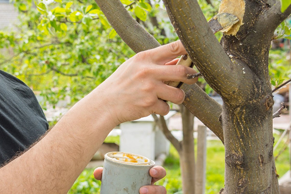 Couvrir la scie coupée avec du terrain de jardin