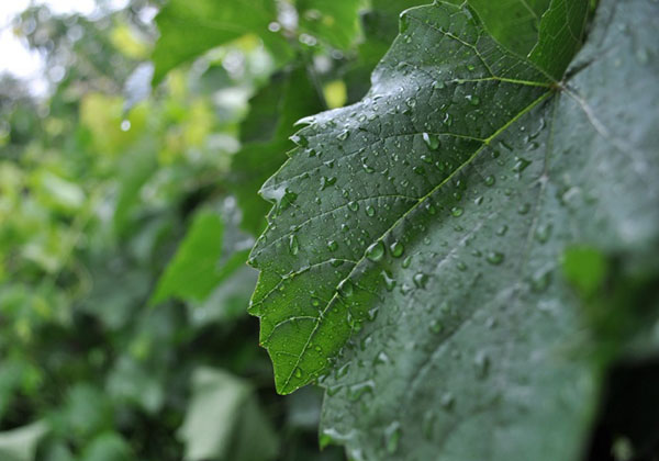 Gouttes de pluie sur une feuille de vigne