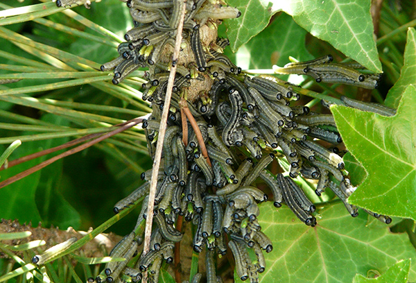 Гъсениците на триони атакуват иглолистно растение