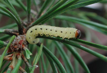 Pokok sawi pinus