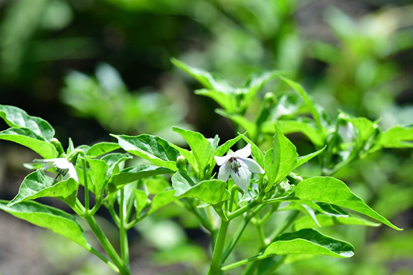 Bloeiende paprika