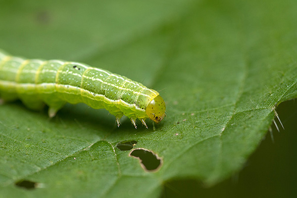 Caterpillar egy levél