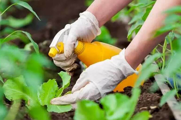 Pulverizando vegetais no jardim