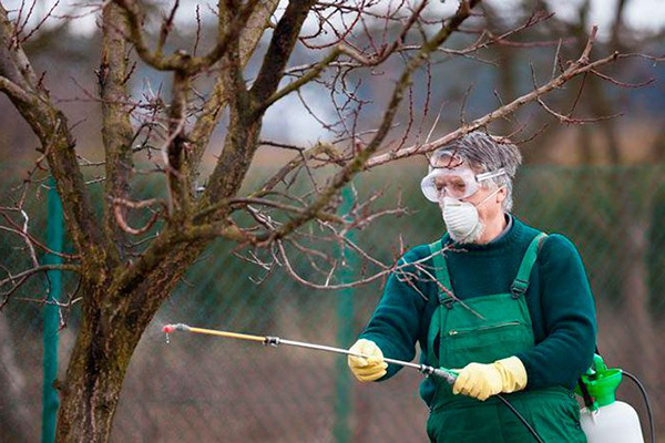 Hombre en equipo de protección personal rocía un árbol