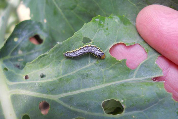 Chenille sur une feuille de chou