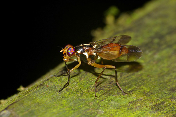 Mosquito cogumelo