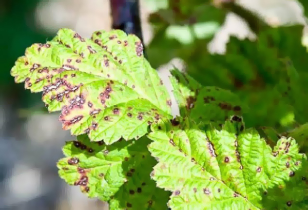 Yapraklarda septoria belirtileri