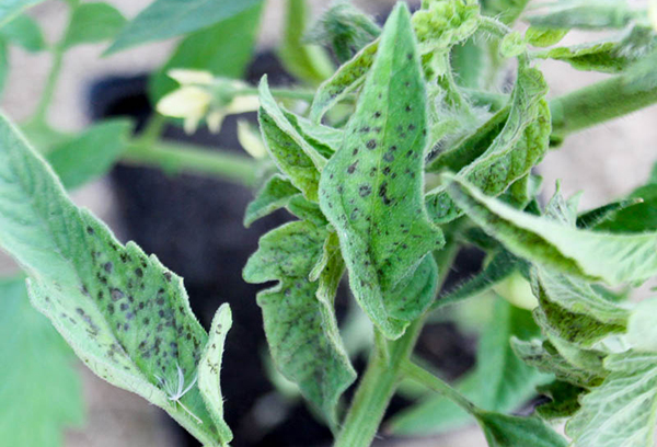 Septoria pomidoras