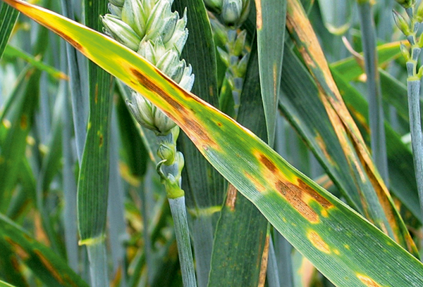 Septoria pšenice