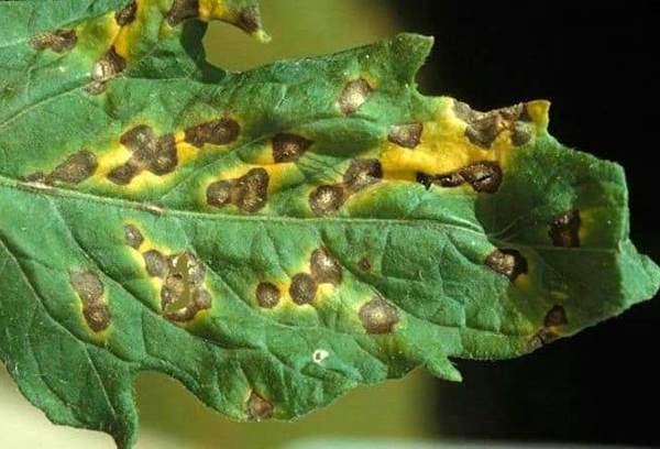 Chrysanthemum septoria