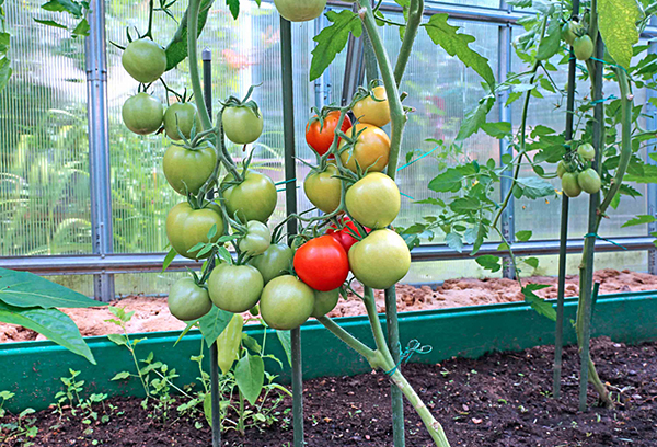 Tomato rumah hijau