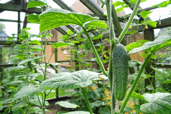 Pepinos em uma ampla estufa