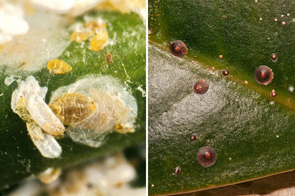 Diferentes tipos de insectos escamosos en plantas de interior.