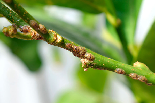 Bainhas no caule da planta