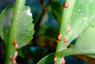 Fourreau sur une plante