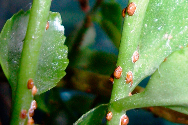 Fourreau sur une plante