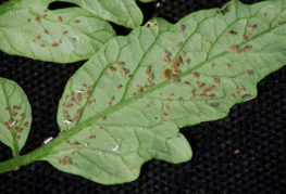 Potato aphid on a tomato leaf