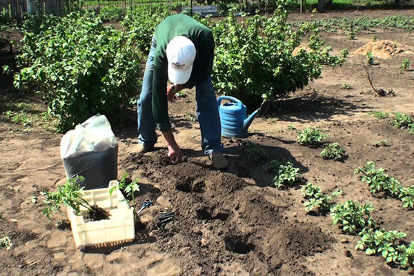 Plantera tomater i öppen mark