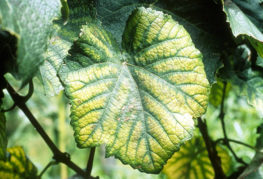 Chlorosis