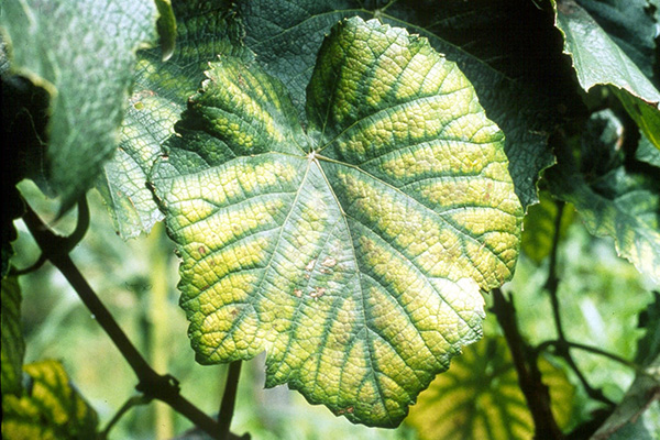 Chlorosis