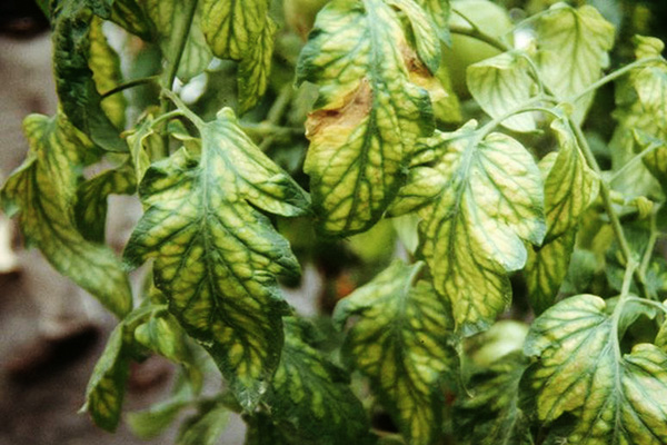 Clorosis de tomates