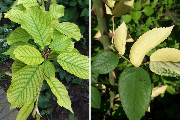 Différents types de chlorose