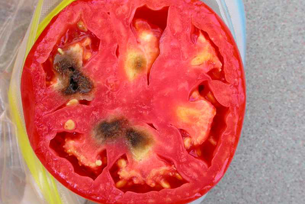 Fruit d'une tomate infestée d'anthracnose