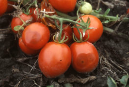 فرشاة الطماطم تتأثر بأنثراكنوز