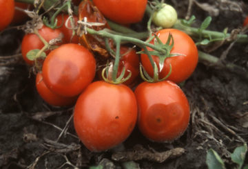 Berus tomato yang dijangkiti anthracnose