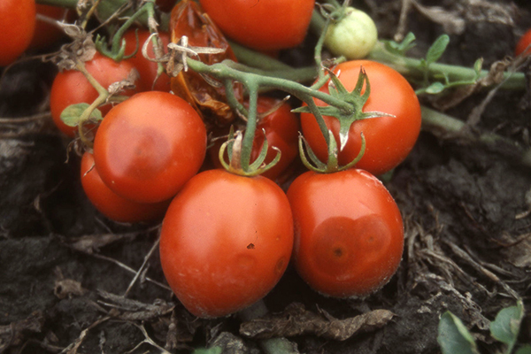 Berus tomato yang dijangkiti anthracnose