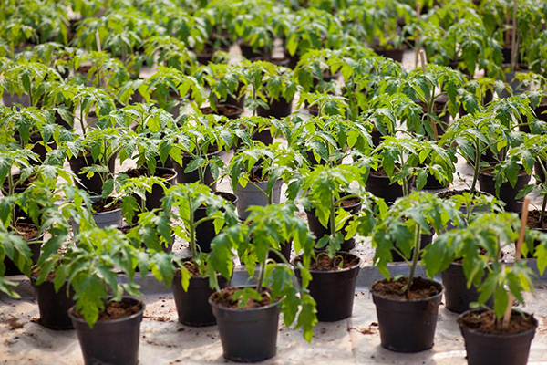 Anak benih tomato dalam pasu