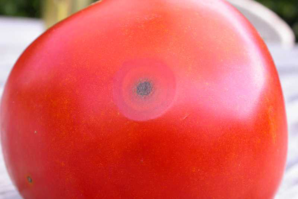 Mancha preta no tomate