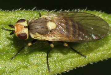 Pelombong Nightshade