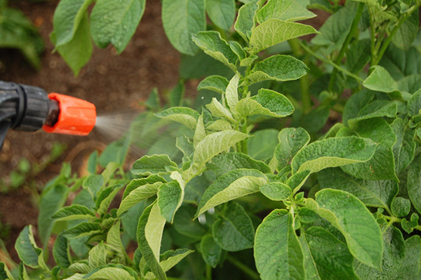 Aardappelen sproeien