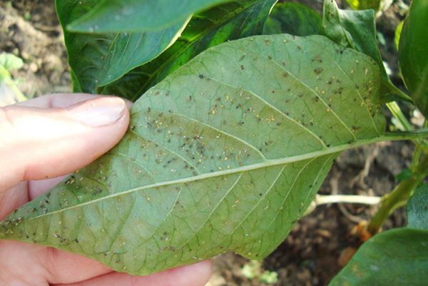 Pucerons sur une feuille de poivre