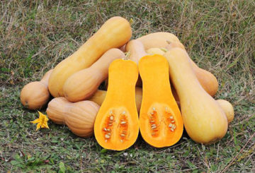 Labu butternut