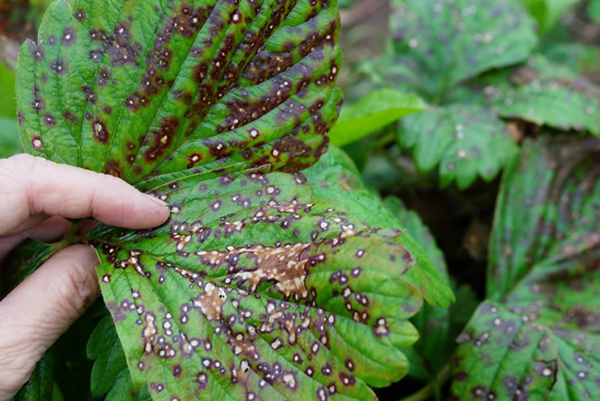 Manifestasi anthracnose pada daun strawberi