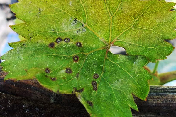 Síntomas de antracnosis en una hoja de parra.