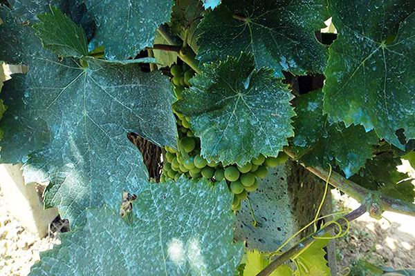 Raisins après pulvérisation avec du liquide bordelais