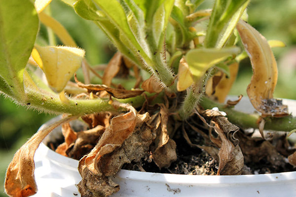 Fusarium příznaky