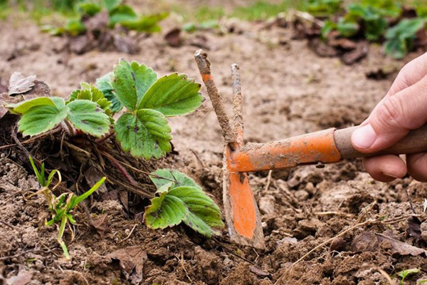 Het losmaken van de grond in de aardbeientuin