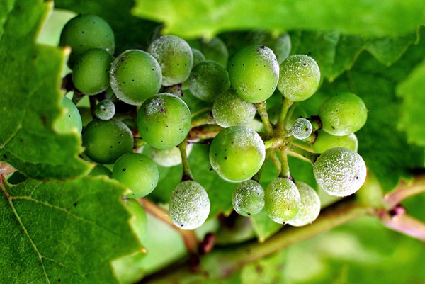 Un racimo de uvas afectado por mildiú velloso