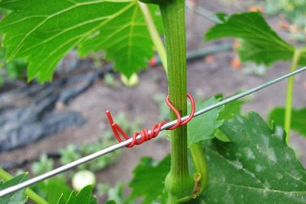 Jarreteira de uvas novas