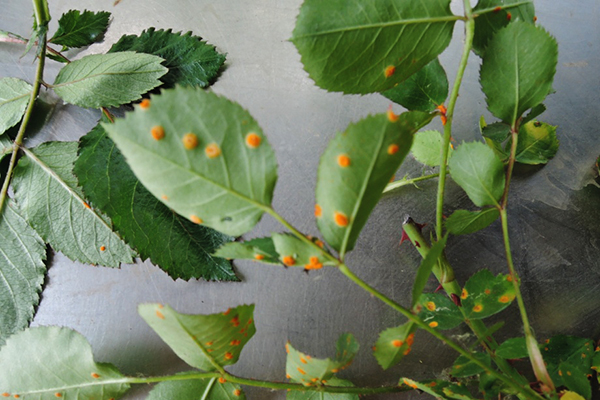 Rouille sur les feuilles de rose