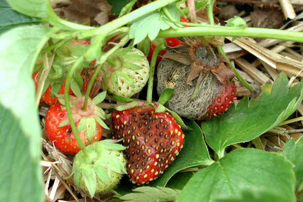 Symptomen van grijze rot op aardbeien