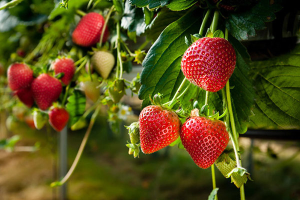 Aardbeien