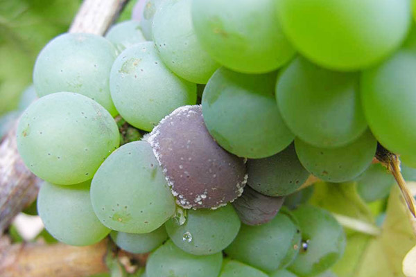 Um cacho de uvas com sinais de podridão cinzenta