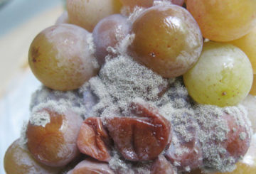 Podridão cinzenta em uvas