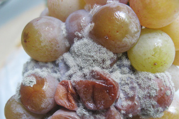 Podridão cinzenta nas uvas