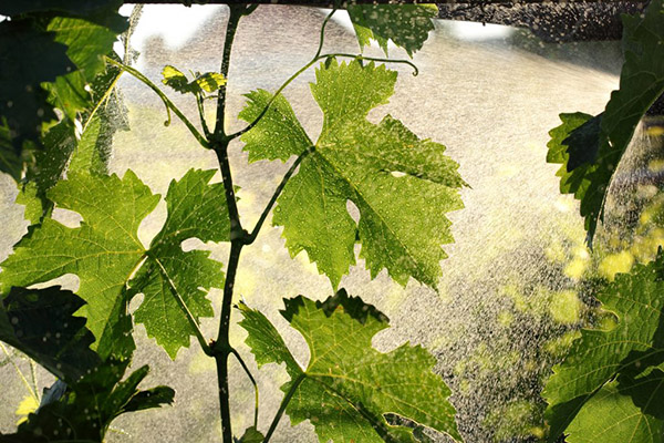 Pulvériser la vigne